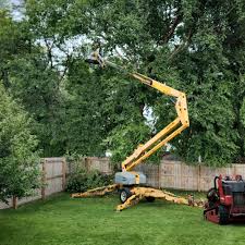 How Our Tree Care Process Works  in  North Lakes, AK